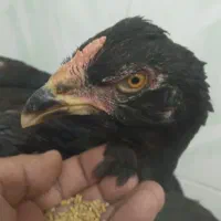 با سلام دو تا جوجه یکی نوچه ویکی خروس اصل لاری|حیوانات مزرعه|زهک, |دیوار