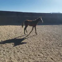 کره نریون فروشی|اسب و تجهیزات اسب‌سواری|بجستان, |دیوار