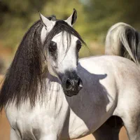 کشش اسب عرب مصری