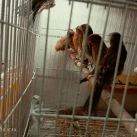 قناری دارچینی سرخ