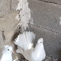 کبوتر