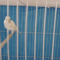 قناری سفیدنرمست خون