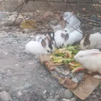 بچه خرگوش