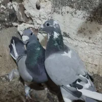 دوبر مسافتی