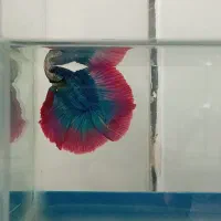 ماهی فایتر نروماده|ماهی|نجفآباد, قلعه سفید|دیوار