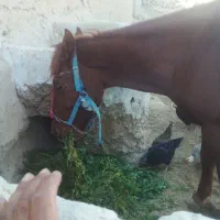 اسب درجه یک چابک|اسب و تجهیزات اسبسواری|بجنورد, |دیوار