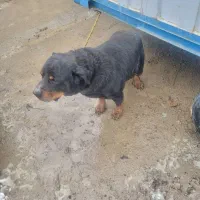 سگ رتوایلر|سگ|نوشین شهر, |دیوار