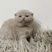 گربه های اسکاتیش بریتیش|گربه|تربت‌حیدریه, منصوریه|دیوار