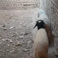 باسلام یک عدد بره ماده ونر