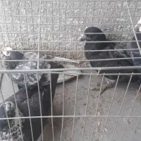 جفت کفتر پرشی همراه با ۲تا جوجه هاشون