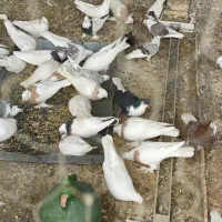 فروش کبوتر نژاد دار|پرنده|تیران, |دیوار