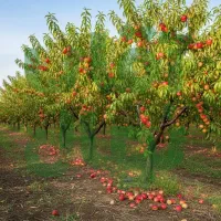 نـهــال زیتون ممتاز فرصت ویژه خرید|خدمات باغبانی و درختکاری|منجوان, |دیوار