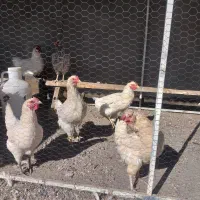 مرغ و خروس گلین لری|حیوانات مزرعه|تربت‌حیدریه, شهرک ولیعصر|دیوار