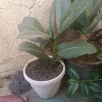 گلهای آپارتمانی|گل و گیاه طبیعی|کرمانشاه, |دیوار