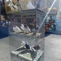 کبوتر همه رقم حراجی جمعه|پرنده|فردیس, شهرک شهید حسینی|دیوار