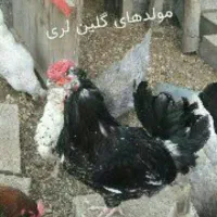 جوجه مرغ زینتی آگاهی (گلین لری آیسبارکوشین برهماو)