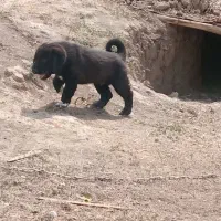 یک‌جفت‌توله‌نروماده