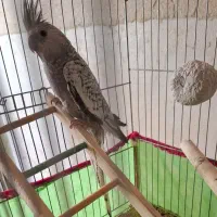 مرغ عروس|پرنده|آران و بیدگل, |دیوار