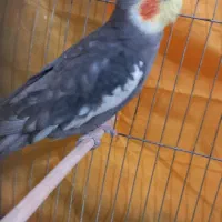 عروس هلندی زیبا