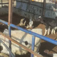 20عدد گوساله نر جنس درجه یک