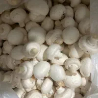 فروش قارچ فله و بسته بندی شرکتی