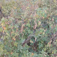 نهال گل محمدی مخملی بدون خار