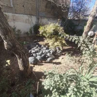 مرغ شاخدار محلی