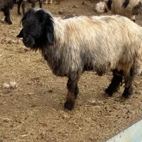 نرمیش|حیوانات مزرعه|فریدونشهر, |دیوار