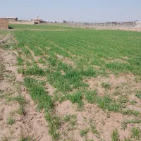 فروش زمین باغ و ویلایی ۱۶۰۰ متری در روستای آشنستان|فروش دفتر صنعتی، کشاورزی، تجاری|قزوین, |دیوار
