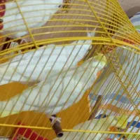 جفت جوان ودوتا عروس نرمه خورودون خور|پرنده|بندرعباس, |دیوار
