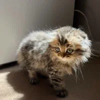 گربه اسکاتیش چینچیلا