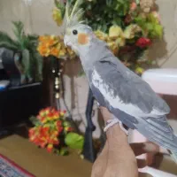 عروس هلندی نر