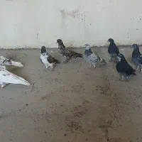 کفتر