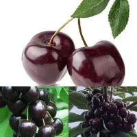 درخت ، گیلاس خوشه ای در نهالستان، (نهالیران)  نهال