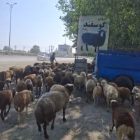 فروش گوسفند  زنده نوشهر