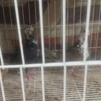 کبوتر گوره سیاه وقهوی