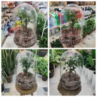 تراریوم بنسای جنسینک جیسینگ بن سای بامبو جوانه