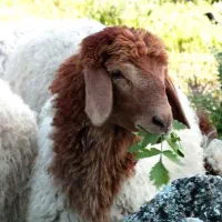 گوسفندمیش جوان ارزان برا خون کردن بره سبک کاور چاق