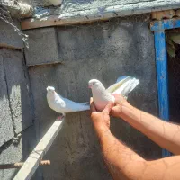 کبوتر سفید