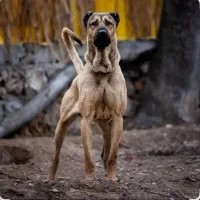 معاوضه کبوتر با سگ