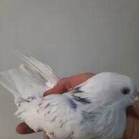 کفتر یا کبوتر یک جفت|پرنده|تهران, شمیران‌نو|دیوار