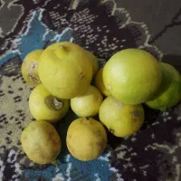 لیمو ترش