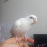 عروس هلندی آلبینو