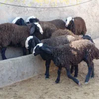 بره تخلی در حد شیشک شال|حیوانات مزرعه|تاکستان, |دیوار