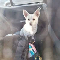 سگ گمشده پیدا شده