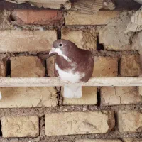 شهری|پرنده|ارسنجان, |دیوار