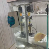 اکواریوم بالوازم ماهی وغذا،پاکدشت|ماهی|پاکدشت, شهرک امام رضا|دیوار