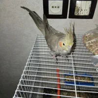 جوجه عروس هلندی سرلاکی