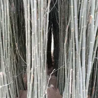 نهال صنوبر حمیدی|خدمات باغبانی و درختکاری|اردبیل, |دیوار