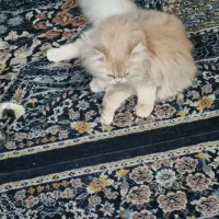 جفت گربه هملای درجه یک